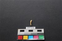 鹿骨藏品圖，第2張