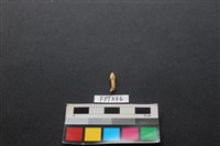 鹿骨藏品圖，第2張