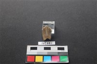 牛骨藏品圖，第2張