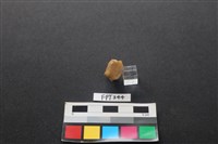 鹿骨藏品圖，第2張