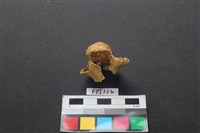 鹿骨藏品圖，第2張