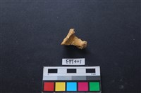 鹿骨藏品圖，第1張