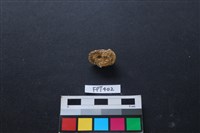 鹿骨藏品圖，第1張