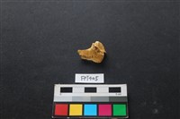 鹿骨藏品圖，第1張