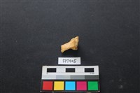 鹿骨藏品圖，第2張