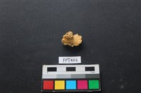 鹿骨藏品圖，第1張