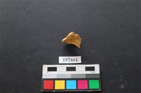 鹿骨藏品圖，第2張