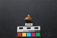 鹿骨藏品圖，第2張