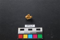 鹿骨藏品圖，第1張