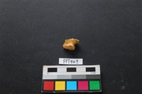 鹿骨藏品圖，第2張