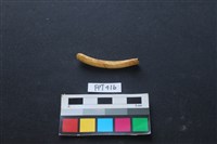 鹿骨藏品圖，第2張