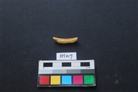 鹿骨藏品圖，第2張