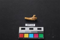 鹿骨藏品圖，第2張