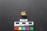 鹿骨藏品圖，第2張