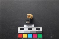 鹿骨藏品圖，第3張