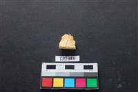 龜骨藏品圖，第2張