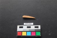 魚骨藏品圖，第1張
