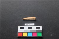 魚骨藏品圖，第2張