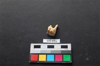 鹿骨藏品圖，第3張