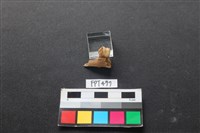 鹿骨藏品圖，第1張