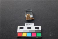 鹿骨藏品圖，第2張