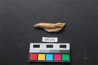 魚骨藏品圖，第1張