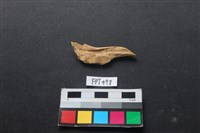 魚骨藏品圖，第2張