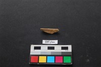 動物骨藏品圖，第1張