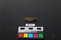 動物骨藏品圖，第2張