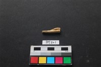 魚骨藏品圖，第2張