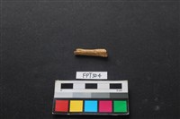 魚骨藏品圖，第2張