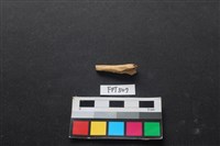 魚骨藏品圖，第2張