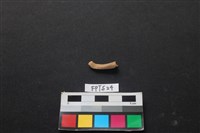 魚骨藏品圖，第2張