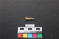 魚骨藏品圖，第2張