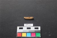 魚骨藏品圖，第2張