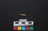 魚骨藏品圖，第2張