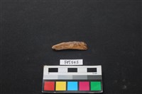 魚骨藏品圖，第1張