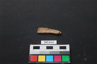 魚骨藏品圖，第2張