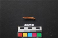 魚骨藏品圖，第1張