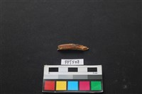 魚骨藏品圖，第2張