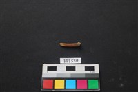 魚骨藏品圖，第2張