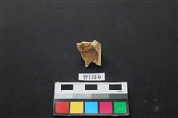 鹿骨藏品圖，第2張