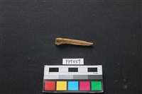 魚骨藏品圖，第1張