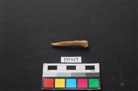 魚骨藏品圖，第2張