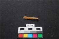 哺乳類動物骨藏品圖，第1張