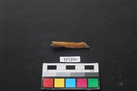 哺乳類動物骨藏品圖，第2張