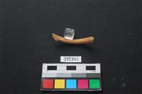 山羌骨藏品圖，第2張