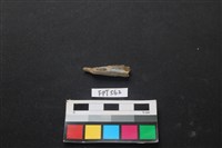 哺乳類動物骨藏品圖，第1張