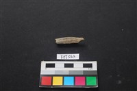 哺乳類動物骨藏品圖，第2張