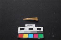 魚骨藏品圖，第2張